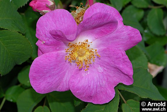 Rosa gallica - Essigrose, Apothekerros