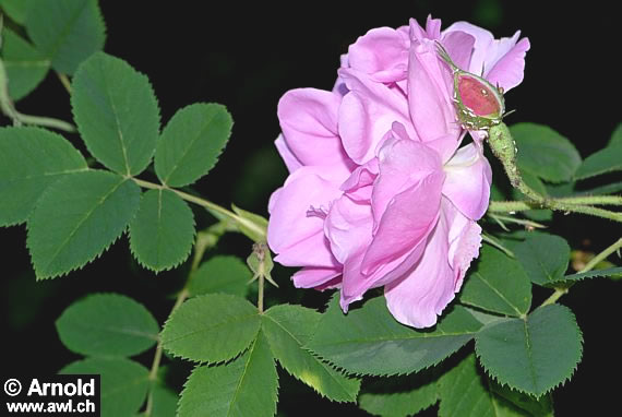 Rosa damascena - Damascenerrose