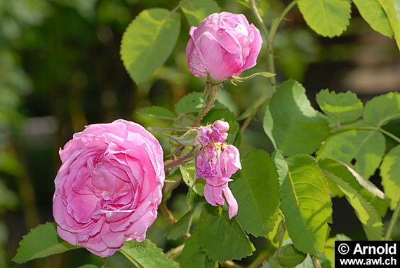 Rosa centifolia - Kohlrose