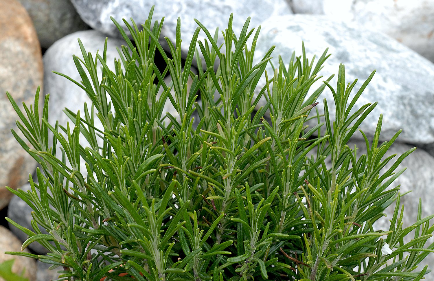 Rosmarin - Salvia rosmarinus - AWL.ch