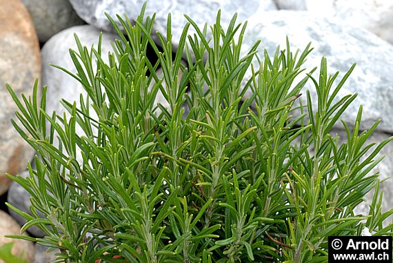 Echter Rosmarin im Steingarten