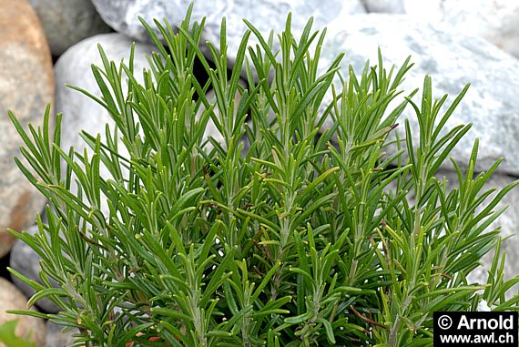 Echter Rosmarin im Steingarten