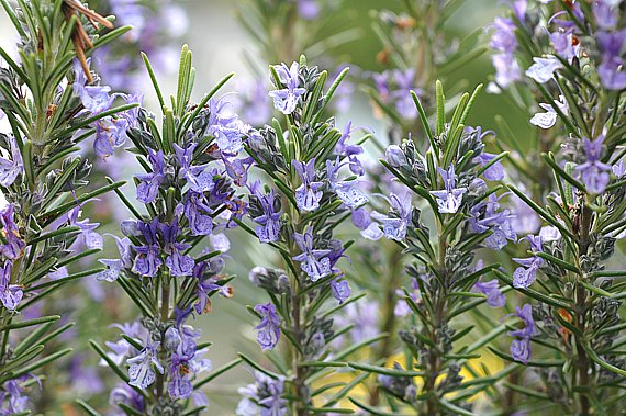 Rosmarin (Rosmarinus officinalis)