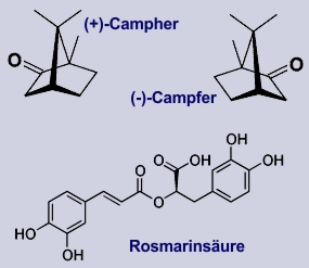 Rosmarin: Inhaltsstoffe