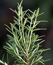 Rosmarinus officinalis