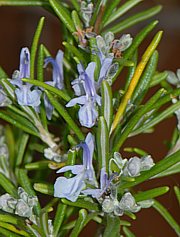 Rosmarinus officinalis