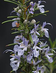 Rosmarinus officinalis