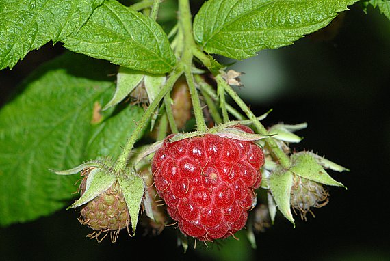 Himbeere - Rubus idaeus