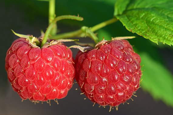 Himbeerfrüchte (Rubus idaeus)