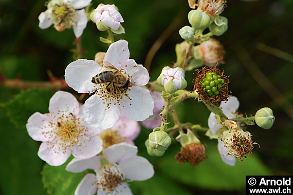 Brombeere - Rubus fruticosus