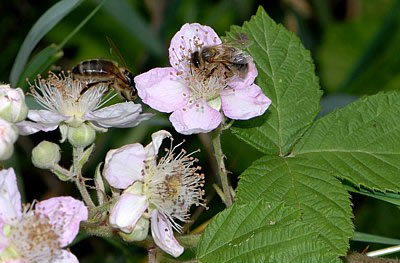 Brombeere (Rubus fruticosus)