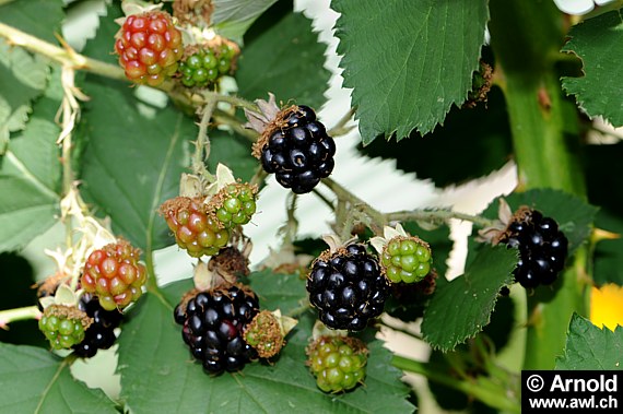 Rubus fruticosus (Brombeere)