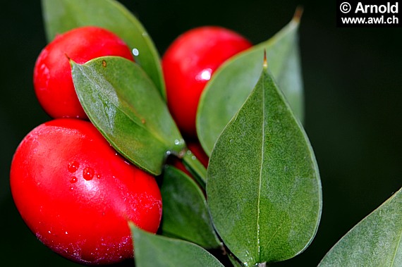 Ruscus aculeatus (Ruscus aculeatus)