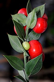 Ruscus aculeatus