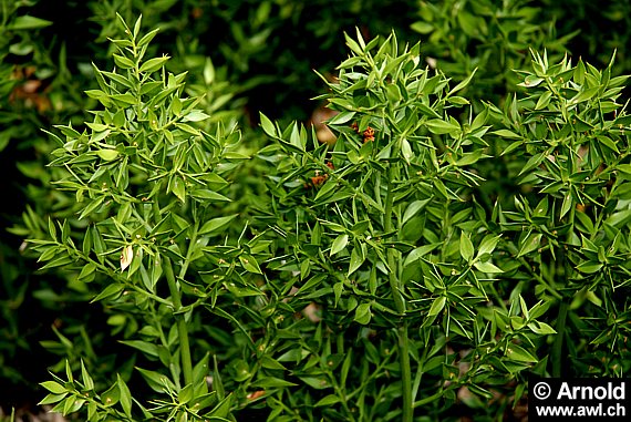 Mäusedorn - Ruscus aculeatus