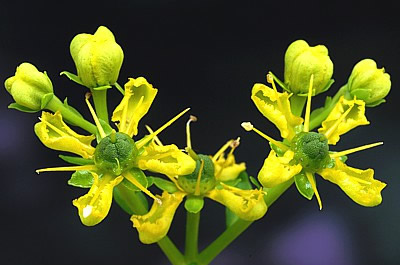 Blüte der Weinraute