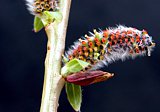 Purpurweide (Salix purpurea)