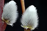 Kätzchen der Salweide (Salix caprea)