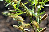 Salix purpurea - Blühender Zweig der Purpurweide