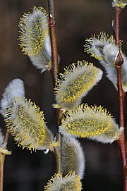 Salix caprea - Salweide