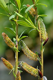 Salix caprea - Purpurweide