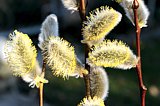 Salweide (Salix caprea) - blühende Kätzchen