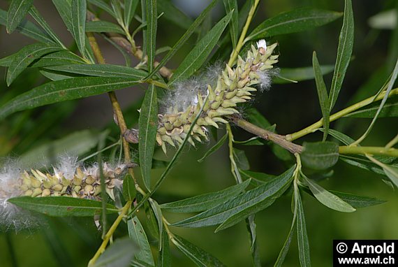 Blühende Silberweide (Salix alba)