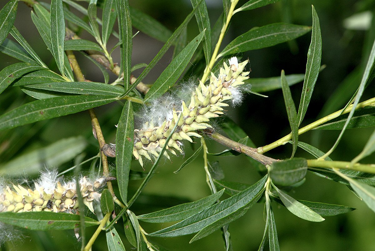 Geflochtene Weide 4 Salix alba x purpurea 4L