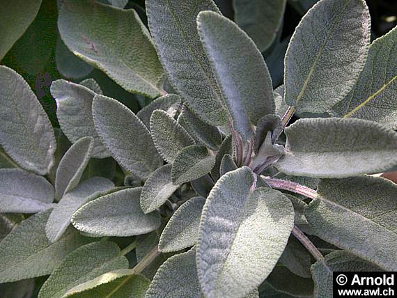 Salbeiblätter (Salvia officinalis)