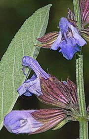 Salvia officinalis