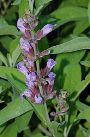 Salvia officinalis