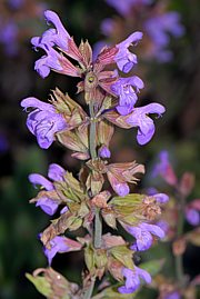 Salvia officinalis