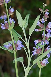 Salvia officinalis