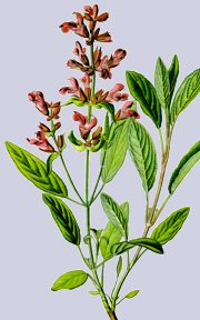 Salvia officinalis