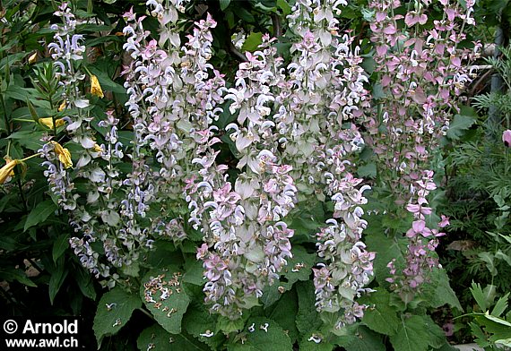 Salvia sclarea - Muskateller Salbei