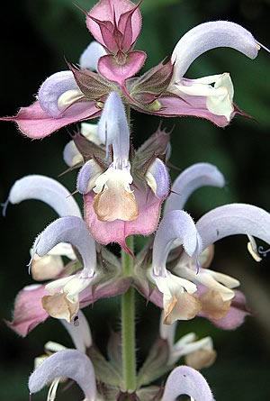 Salvia sclarea -  Muskatellersalbei