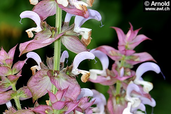 Muskatellersalbei (Pflanzen) - Salvia sclarea