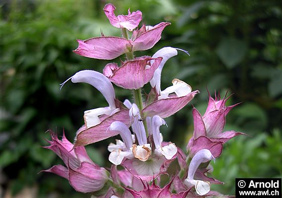 Muskatellersalbei (Salvia sclarea)