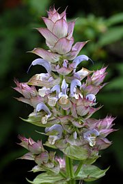 Salvia sclarea - Muskateller Salbei, Muskat-Salbei