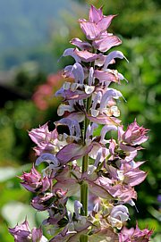 Salvia sclarea - Muskateller Salbei, Muskat-Salbei