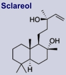 Sclareol - Inhaltsstoff des Muskatellersalbeis
