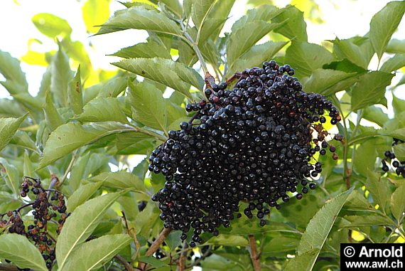 Schwarzer Holunder mit Früchten