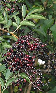 Holunderbeeren