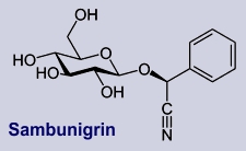 Sambunigrin - Inhaltsstoff des Holunders