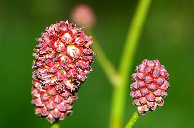 Grosser Wiesenknopf