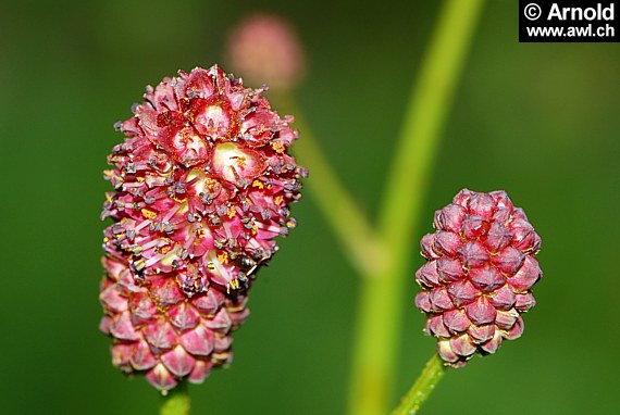 Grosser Wiesenknopf - Sanguisorba officinalis