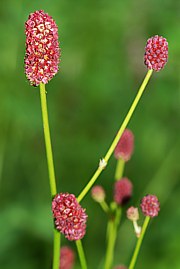 Sanguisorba officinalis - Grosser Wiesenknopf