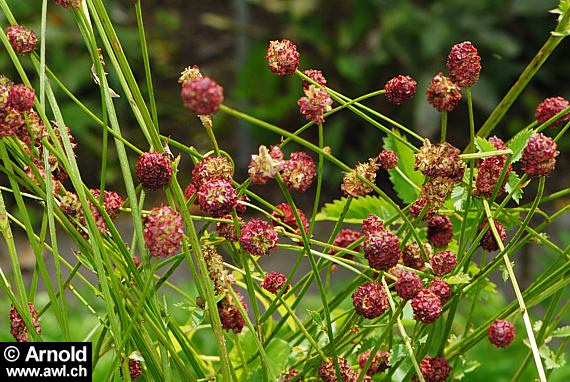 Sanguisorba officinalis - Grosser Wiesenknopf