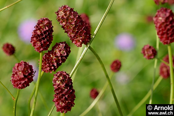 Sanguisorba officinalis - Grosser Wiesenknopf