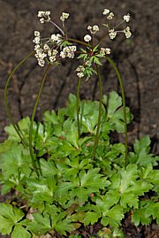 Sanicula europaea - Sanikel